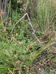 Juncus effusus