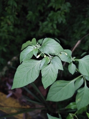 Solanum nigrum