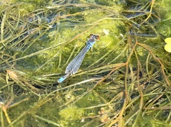 Erythromma viridulum