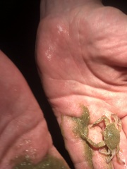 Portunidae