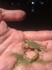 Portunidae