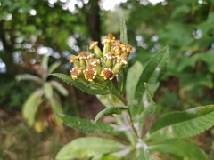 Senecio sarracenicus