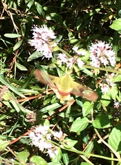 Hemaris fuciformis