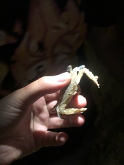 Portunidae