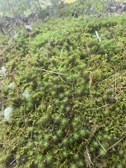 Polytrichum juniperinum