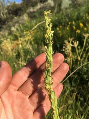 Platanthera tescamnis