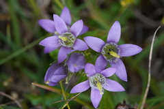 Gentianella germanica