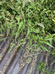 Persicaria hydropiper