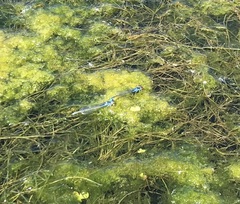 Erythromma viridulum