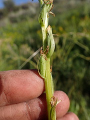 Platanthera tescamnis