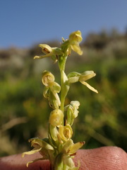 Platanthera tescamnis