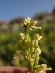 Platanthera tescamnis