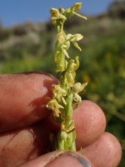 Platanthera tescamnis