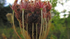 Graphosoma italicum italicum