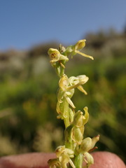 Platanthera tescamnis