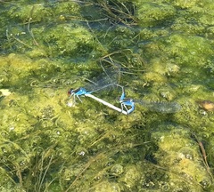 Erythromma viridulum