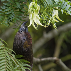 Nestor meridionalis septentrionalis