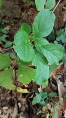 Celastrus orbiculatus