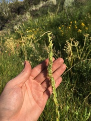 Platanthera tescamnis