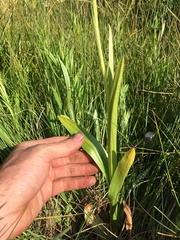 Platanthera tescamnis