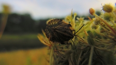 Graphosoma italicum italicum