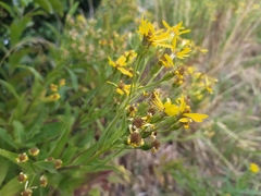 Senecio sarracenicus