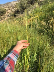 Platanthera tescamnis