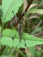 Bittacomorpha clavipes