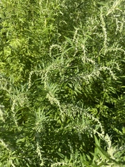 Artemisia indica