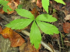 Sanicula canadensis