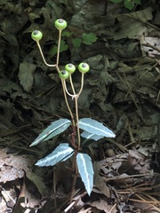 Chimaphila maculata