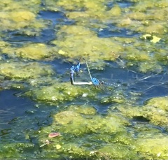 Erythromma viridulum