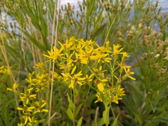 Senecio sarracenicus
