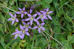 Gentianella germanica