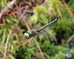 Somatochlora arctica