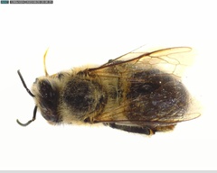 Apis mellifera