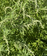 Artemisia indica