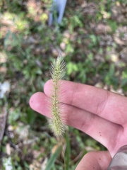 Setaria viridis