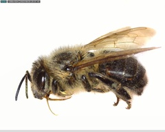 Apis mellifera