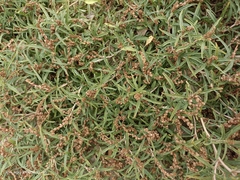 Amaranthus muricatus