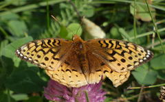 Speyeria cybele pseudocarpenteri