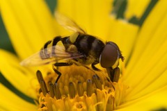 Eristalis transversa