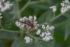 Polistes metricus