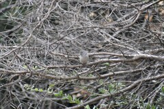 Baeolophus inornatus