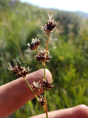 Juncus macrandrus