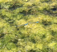 Erythromma viridulum