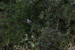 Baeolophus inornatus