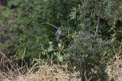 Baeolophus inornatus