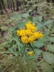 Galatella linosyris