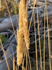 Calamagrostis